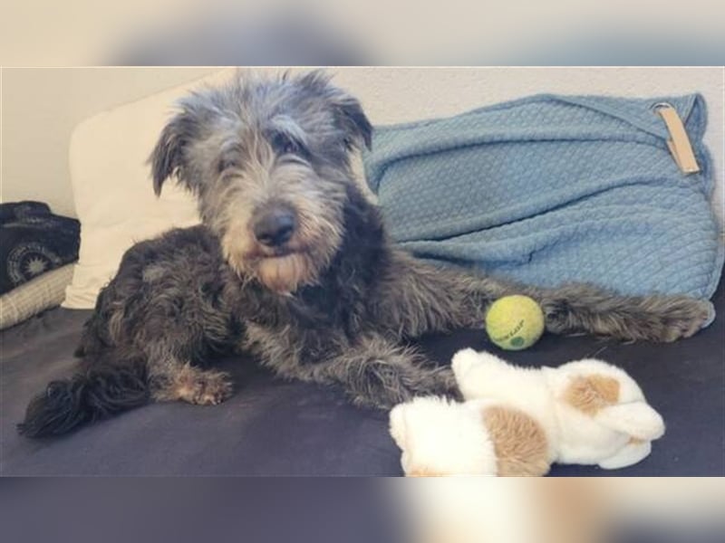 Ylvi, Bouvier des Ardennen Mischling
