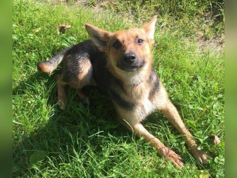 Foxi, Schäferhund Mischling