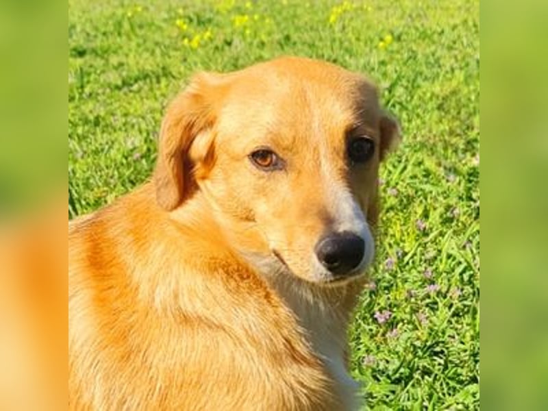 Gwen, Mischling