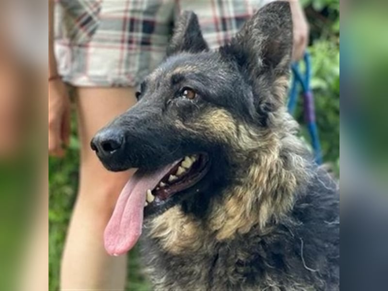 Liza, Schäferhund Mischling