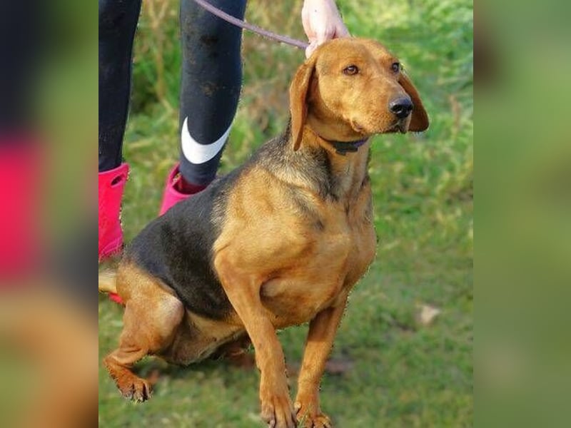 Fiona, Deutsche Bracke Mischling