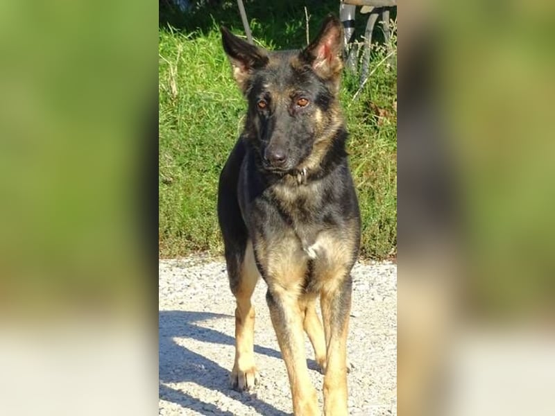 Donna, Schäferhund Mischling
