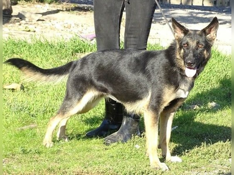 Donna, Schäferhund Mischling