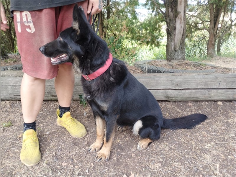 Audrey, Schäferhund Mischling