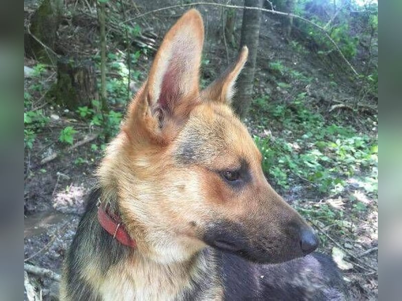 Foxi, Schäferhund Mischling