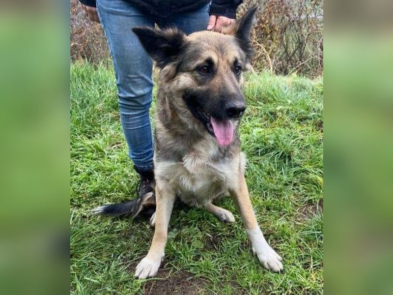 Baborka, Schäferhund Mischling
