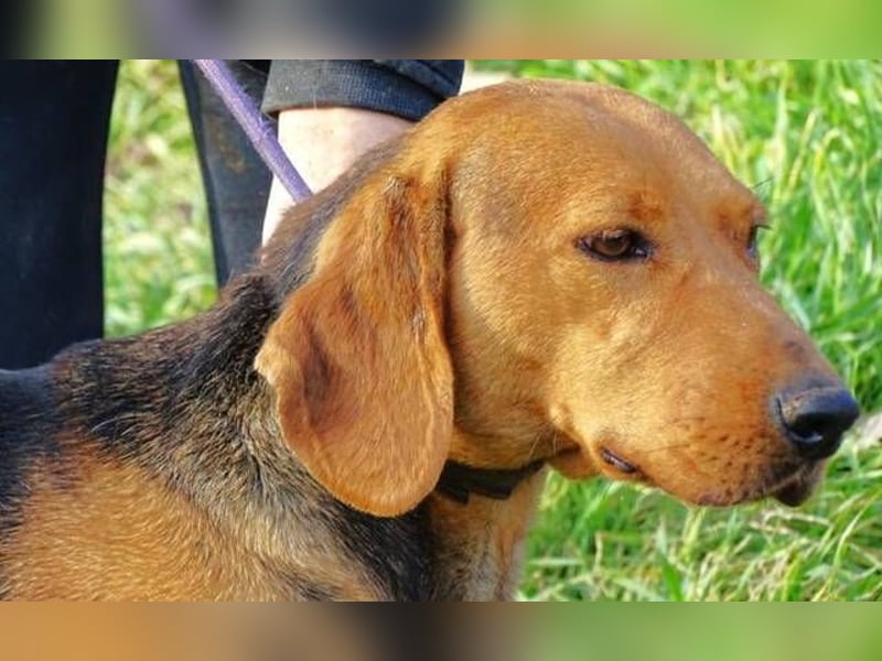 Fiona, Deutsche Bracke Mischling