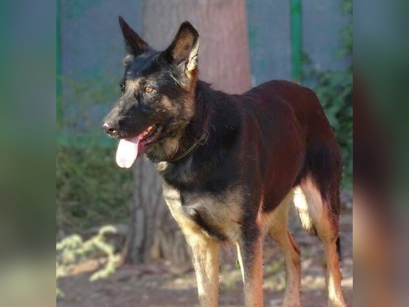 Donna, Schäferhund Mischling