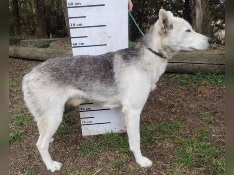 Freya, Husky Mischling