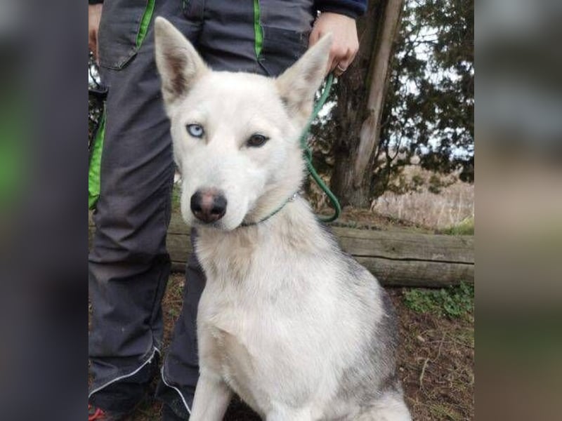 Freya, Husky Mischling