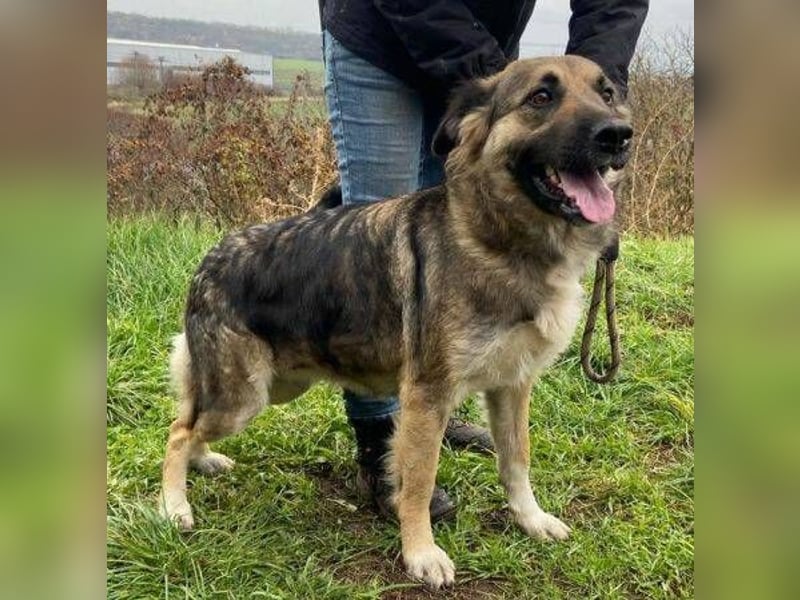 Baborka, Schäferhund Mischling