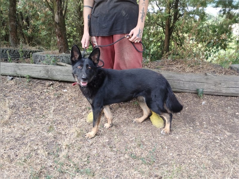 Audrey, Schäferhund Mischling