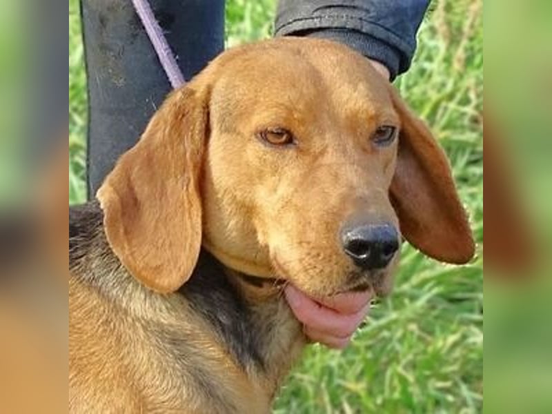 Fiona, Deutsche Bracke Mischling