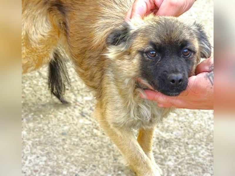 Lucy, Mischling