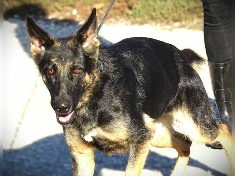 Donna, Schäferhund Mischling