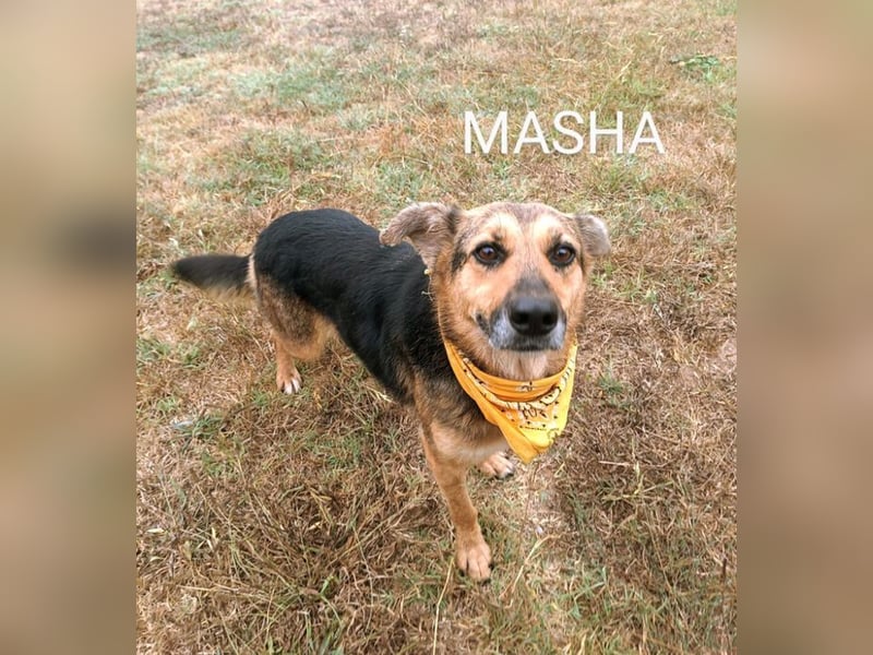 Masha2, Schäferhund Mischling