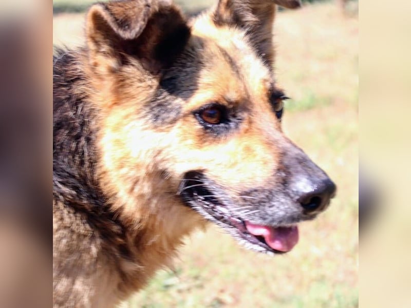 Masha2, Schäferhund Mischling