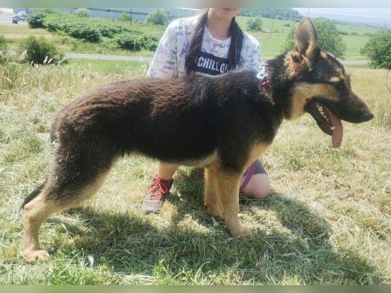 Merida, Schäferhund Mischling