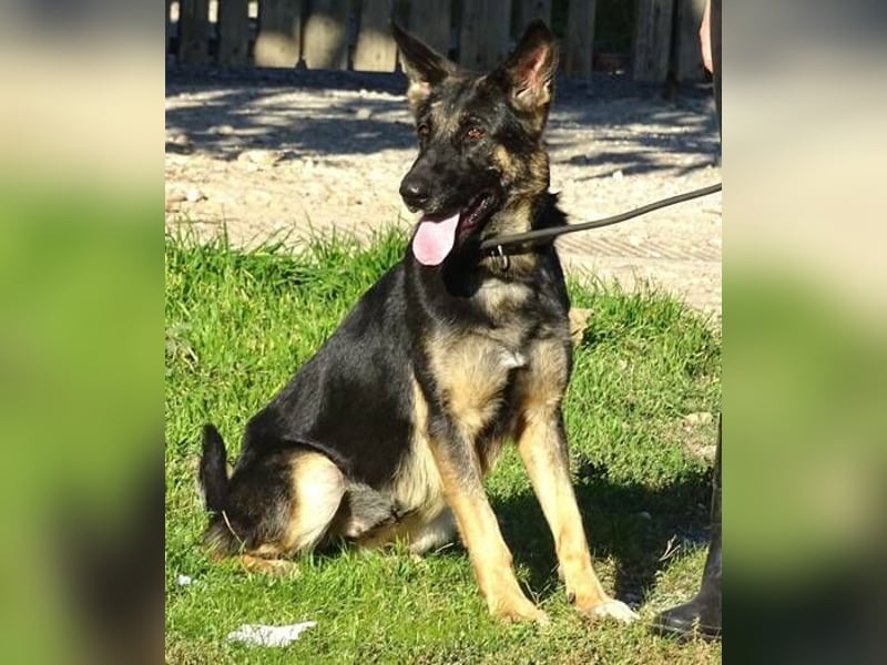 Donna, Schäferhund Mischling
