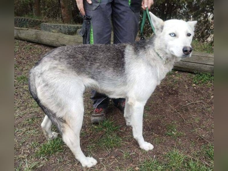 Freya, Husky Mischling