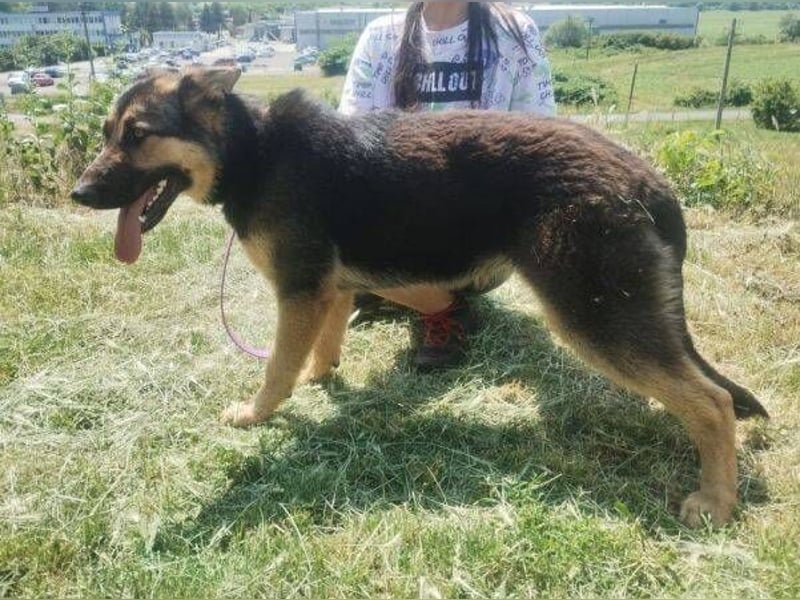 Merida, Schäferhund Mischling
