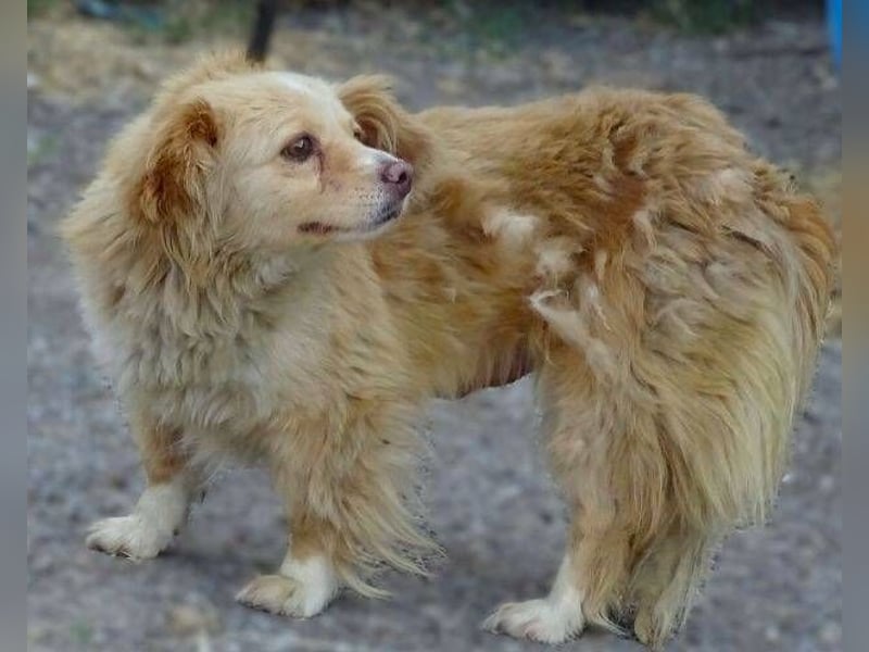 Goldie, Mischling