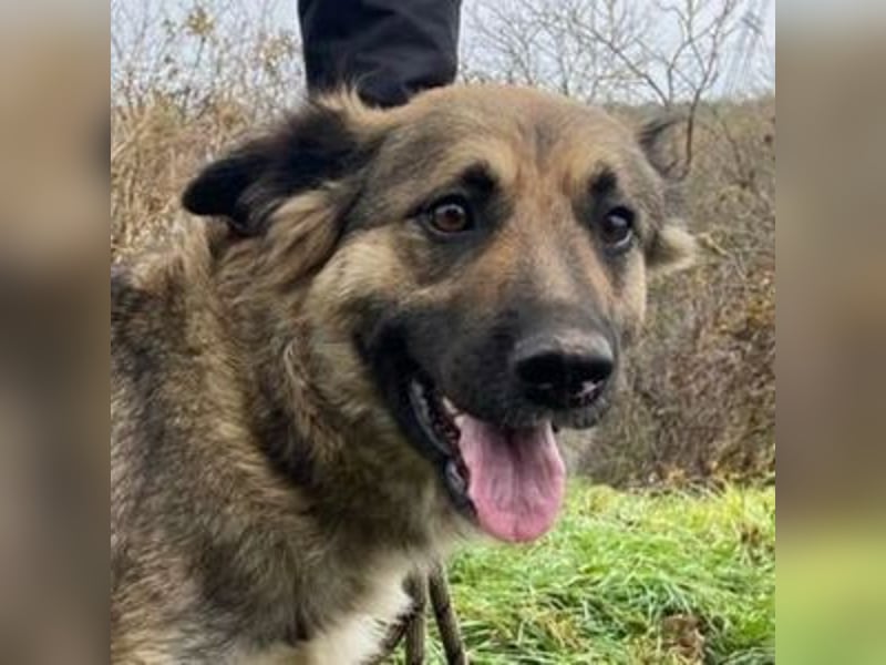 Baborka, Schäferhund Mischling
