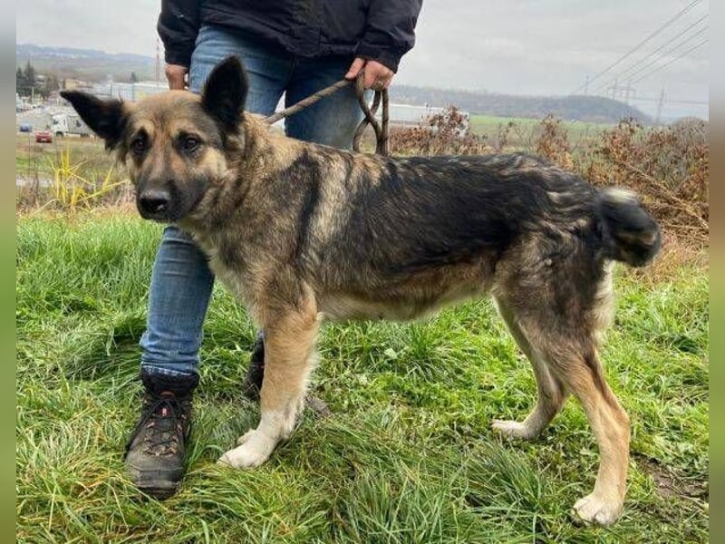 Baborka, Schäferhund Mischling