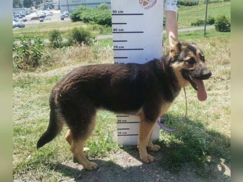 Merida, Schäferhund Mischling