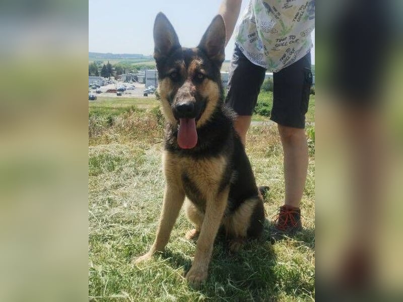 Merida, Schäferhund Mischling