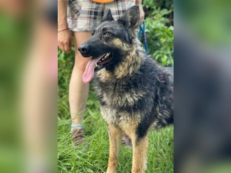 Liza, Schäferhund Mischling