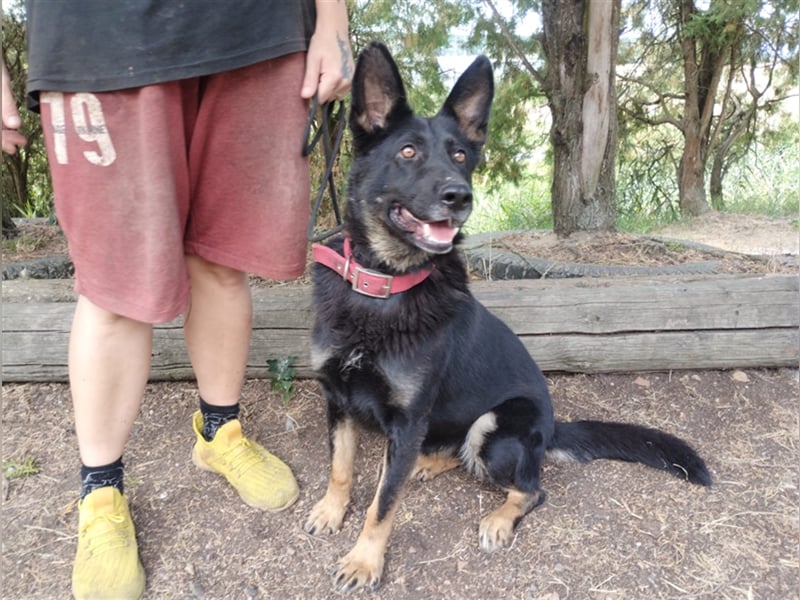 Audrey, Schäferhund Mischling