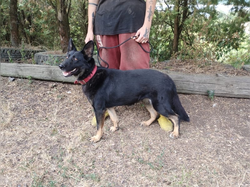 Audrey, Schäferhund Mischling