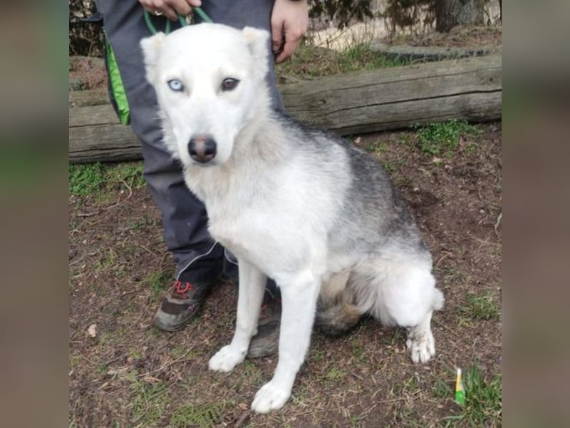Freya, Husky Mischling