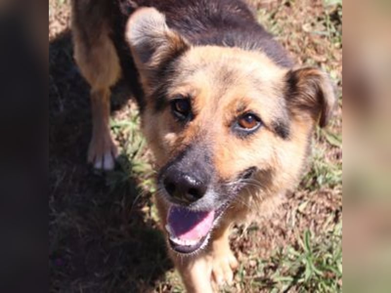 Masha2, Schäferhund Mischling