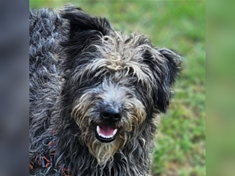 Lucy, Mischling