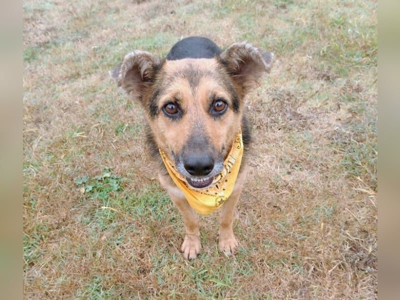 Masha2, Schäferhund Mischling