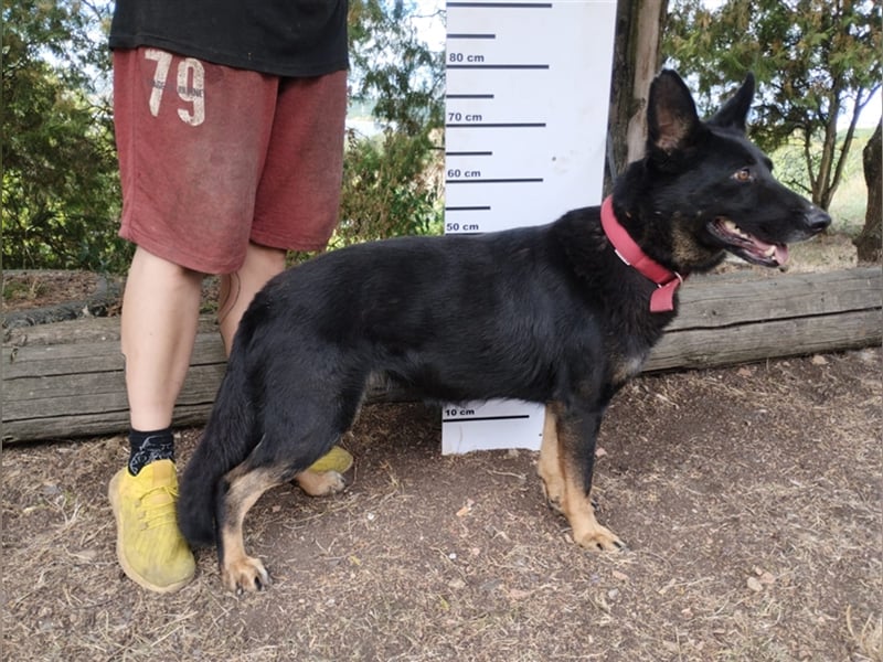 Audrey, Schäferhund Mischling