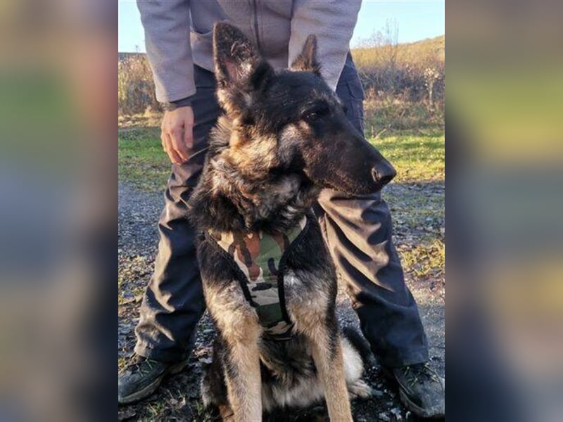 Liza, Schäferhund Mischling
