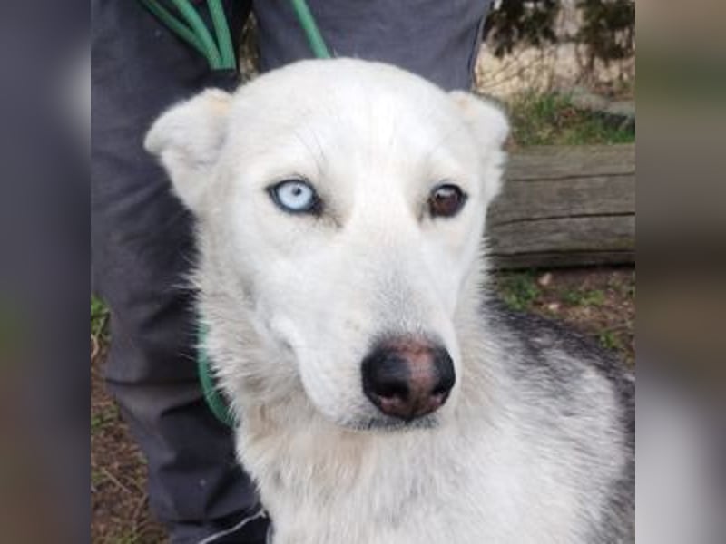 Freya, Husky Mischling