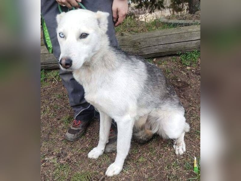 Freya, Husky Mischling