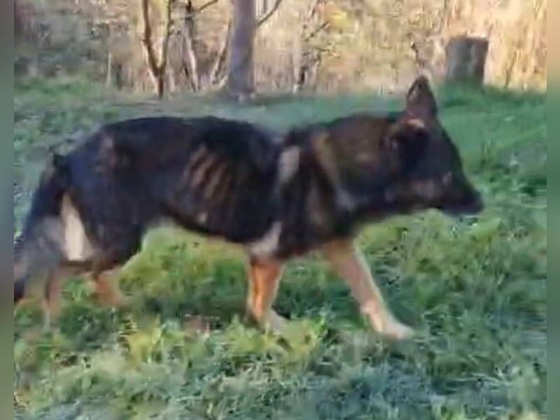 Elizabeth, Schäferhund Mischling
