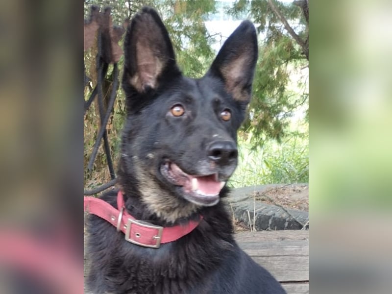 Audrey, Schäferhund Mischling