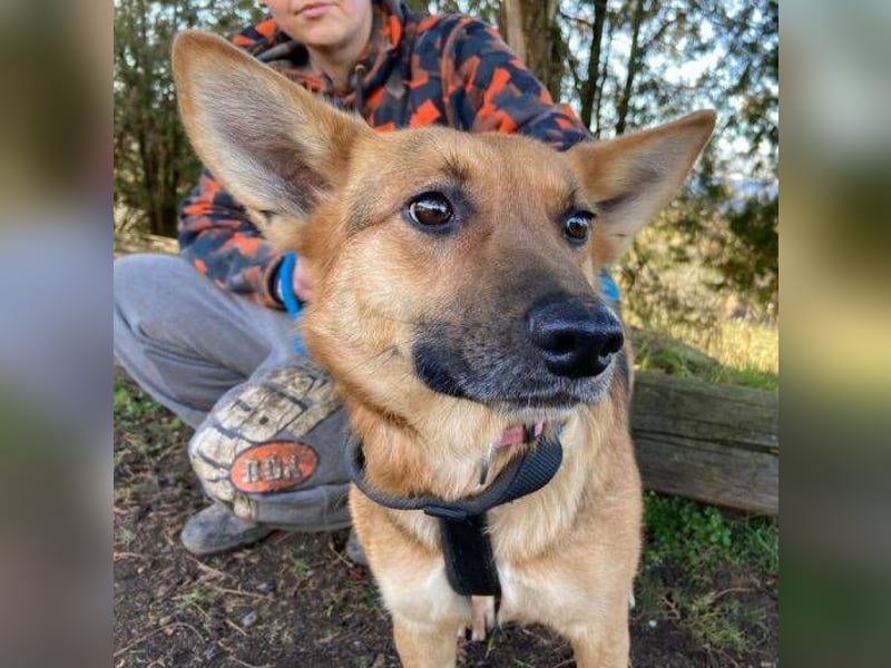 Foxi, Schäferhund Mischling