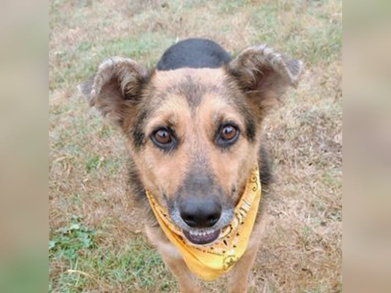 Masha2, Schäferhund Mischling