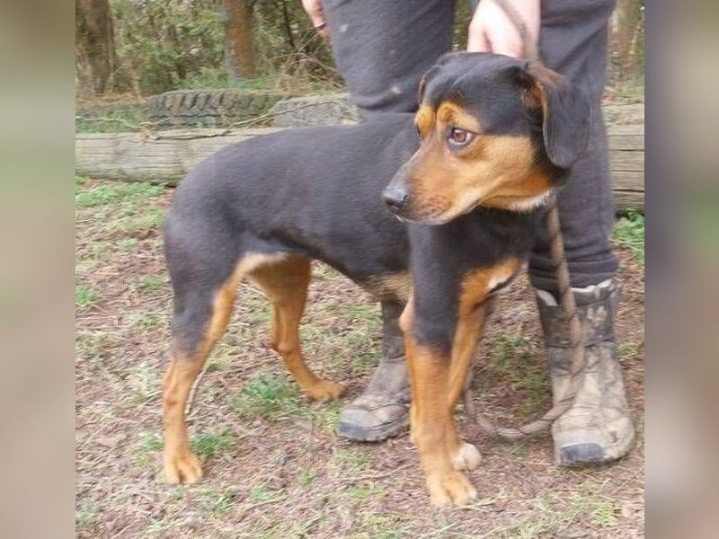 Stella 2, Mischling
