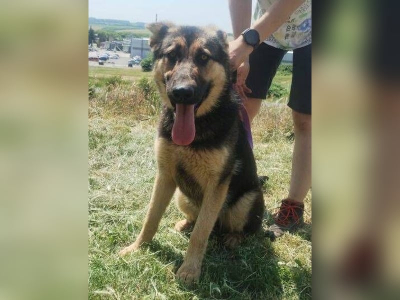 Merida, Schäferhund Mischling