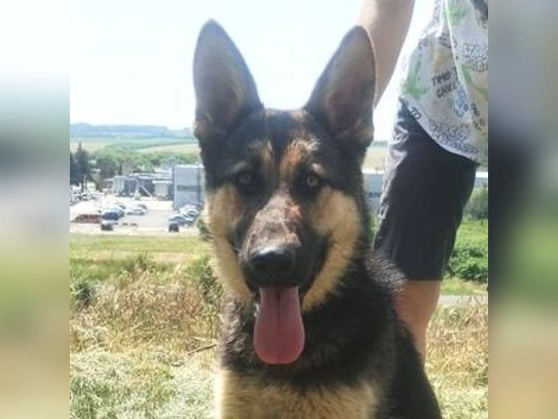 Merida, Schäferhund Mischling