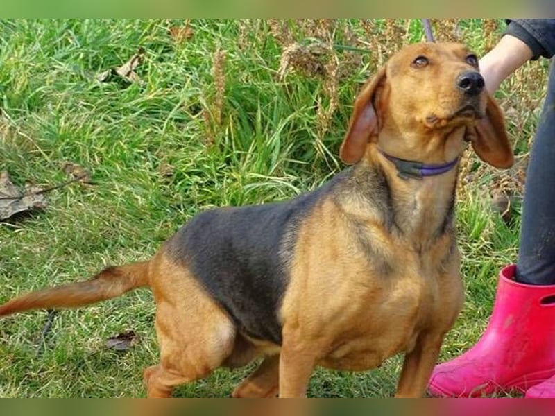 Fiona, Deutsche Bracke Mischling