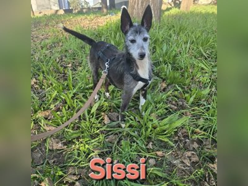Sissi, Mischling